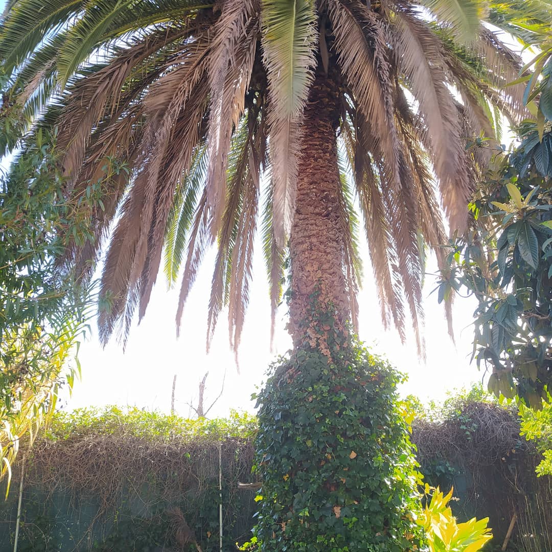 poda de palmera