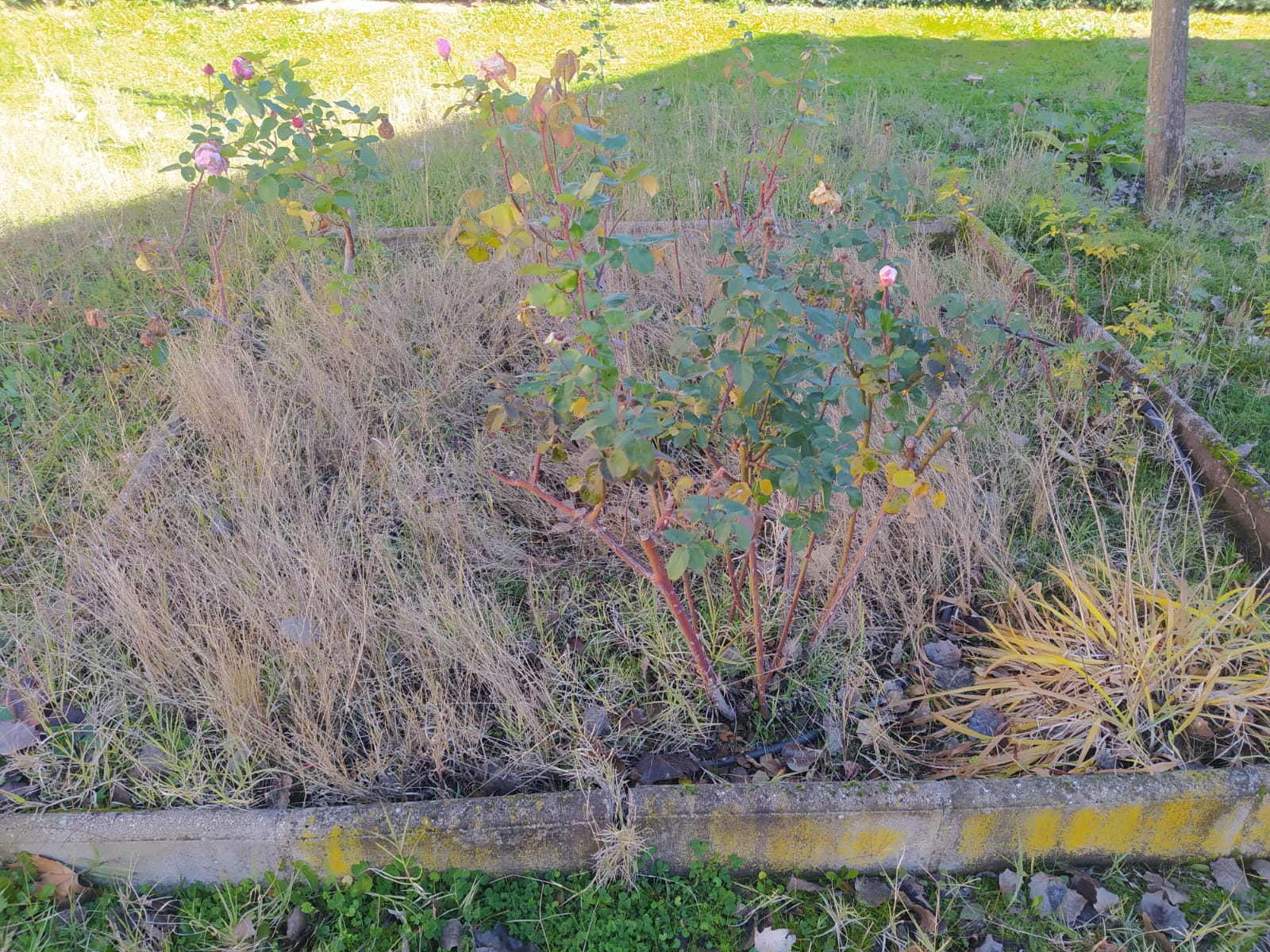 limpieza de jardines