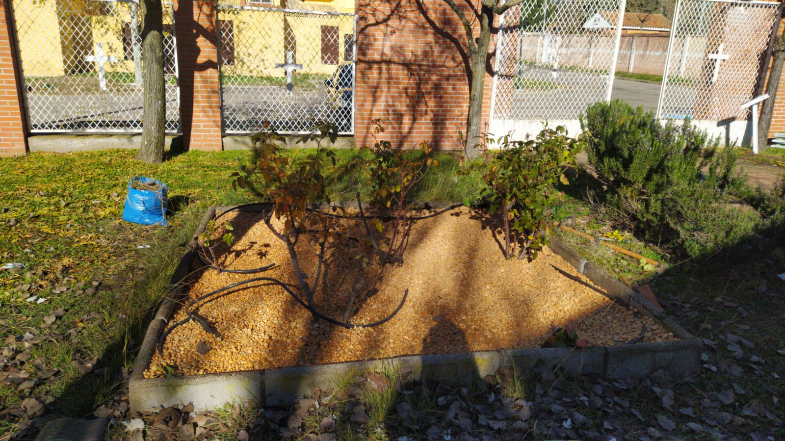poda de palmera